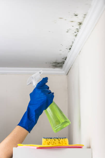 Best Mold Damage Repair  in USA